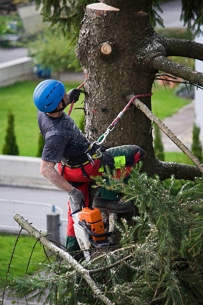 Lawn Pest Prevention in Hubbard, OR